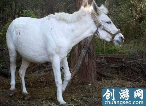 中国古代传说级别的十大宝马坐骑，排名第一的最后封为八部天龙